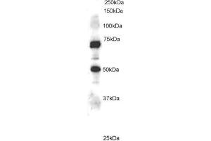 ABIN184680 staining (1µg/ml) of Jurkat lysate (RIPA buffer, 35µg total protein per lane). (ELMO1 Antikörper  (C-Term))
