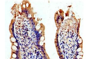 IHC image of ABIN7174344 diluted at 1:200 and staining in paraffin-embedded human small intestine tissue performed on a Leica BondTM system. (USP48 Antikörper  (AA 358-508))