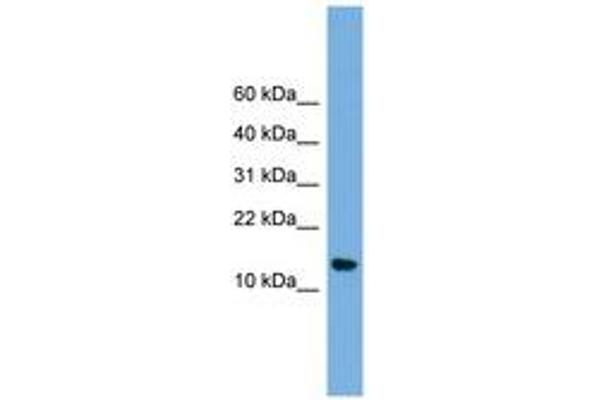 NAA38 antibody  (N-Term)