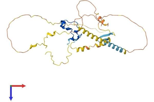 CXXC5 Protein (AA 1-317) (His tag)