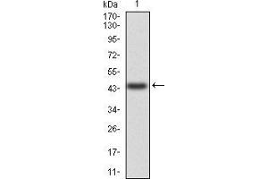 Western blot analysis using ANXA5 mAb against human ANXA5 (AA: 160-320) recombinant protein. (Annexin V Antikörper  (AA 160-320))