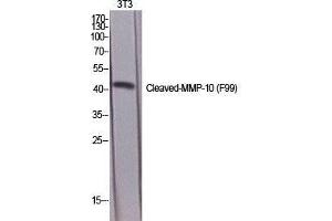 Western Blot (WB) analysis of specific cells using Cleaved-MMP-10 (F99) Polyclonal Antibody. (MMP10 Antikörper  (cleaved, Phe99))