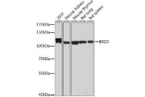 Western blot analysis of extracts of various cell lines using BRD3 Polyclonal Antibody at dilution of 1:1000. (BRD3 Antikörper)