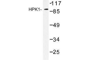 Image no. 1 for anti-Mitogen-Activated Protein Kinase Kinase Kinase Kinase 1 (MAP4K1) antibody (ABIN272248) (MAP4K1 Antikörper)