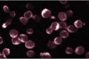 Immunofluorescence (IF) image for anti-Nuclear Factor of Activated T-Cells, Cytoplasmic, Calcineurin-Dependent 2 (NFAT1) (AA 29-181) antibody (ABIN968123)