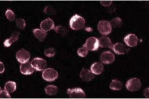 Immunofluorescence staining of Jurkat cells (Human T-cell leukemia, ATCC TIB-152). (NFAT1 Antikörper  (AA 29-181))