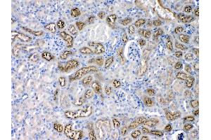 Angiotensinogen was detected in paraffin-embedded sections of mouse kidney tissues using rabbit anti- Angiotensinogen Antigen Affinity purified polyclonal antibody (Catalog # ) at 1 µg/mL.