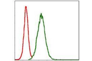 Flow cytometric analysis of NIH/3T3 cells using MMP3 mouse mAb (green) and negative control (red). (MMP3 Antikörper)