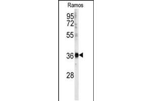 Western blot analysis of anti- in Ramos cell line lysates (35ug/lane). (U2AF1 Antikörper  (AA 99-125))