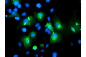 Immunofluorescence (IF) image for anti-Myeloid Leukemia Factor 1 (MLF1) antibody (ABIN1499494) (MLF1 Antikörper)
