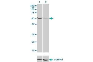 Western Blotting (WB) image for anti-Phosphoglucomutase 1 (PGM1) (AA 1-562) antibody (ABIN562198)