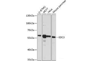 Western blot analysis of extracts of various cell lines using EDC3 Polyclonal Antibody at dilution of 1:3000.