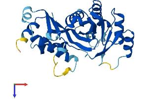 GCLM Protein (AA 1-274) (His tag)
