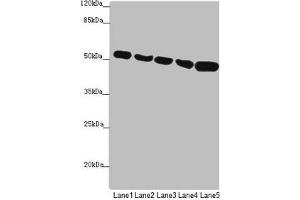 Western blot All lanes: SUCLA2 antibody at 1. (SUCLA2 Antikörper  (AA 1-180))
