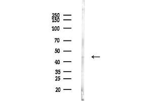 anti-E2F Transcription Factor 1 (E2F1) (C-Term) antibody