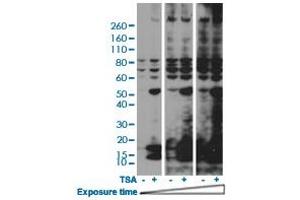 Western blot analysis of HeLa cells nontreated or treated with 400 nM Trichostatin A (TSA) using Acetylated-Lysine monoclonal antibody, clone RM101  at 1:2000 dilution. (Acetylated Lysine Antikörper  (acetylated))