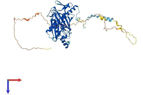 EXOSC9 Protein (AA 1-439) (His tag)