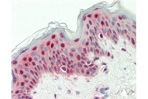 Immunohistochemistry (IHC) image for anti-Synaptotagmin Binding, Cytoplasmic RNA Interacting Protein (SYNCRIP) antibody (FITC) (ABIN1957163)