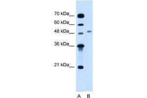 Western Blotting (WB) image for anti-Mannosyl (Alpha-1,6-)-Glycoprotein beta-1,2-N-Acetylglucosaminyltransferase (MGAT2) antibody (ABIN2463976) (MGAT2 Antikörper)