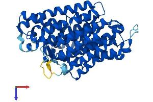 Mitochondrially Encoded NADH Dehydrogenase 4 (MT-ND4) (AA 1-459) protein (His tag)