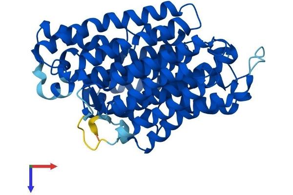 Mitochondrially Encoded NADH Dehydrogenase 4 (MT-ND4) (AA 1-459) protein (His tag)