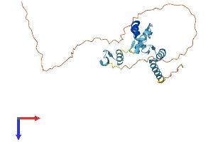 OVOL2 Protein (AA 1-274) (His tag)