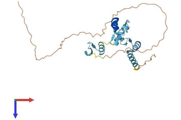OVOL2 Protein (AA 1-274) (His tag)