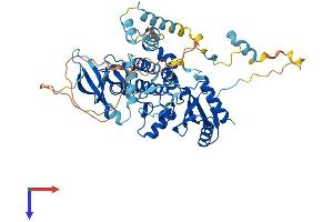 PRKAA1 Protein (AA 1-559) (His tag)