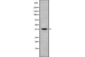 Western blot analysis of Phospho-Ephrin B1/B2/B3 (Tyr324) using NIH-3T3 whole cell lysates (Ephrin B1/B2/B3 (pTyr324) Antikörper)