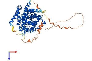 Carabin Protein (AA 1-444) (His tag)