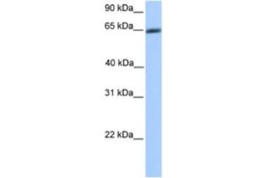 Western Blotting (WB) image for anti-Zinc Finger Protein 449 (ZNF449) antibody (ABIN2460629) (ZNF449 Antikörper)