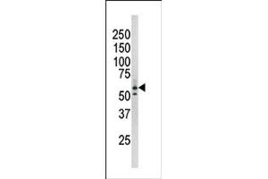 Image no. 1 for anti-RAD9 Homolog A (S. Pombe) (RAD9A) (pSer277) antibody (ABIN358201) (RAD9A Antikörper  (pSer277))