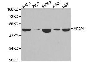 Western blot analysis of extracts of various cell lines, using AP2M1 antibody. (AP2M1 Antikörper  (AA 134-433))
