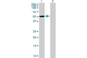 Western Blot analysis of CAMK1G expression in transfected 293T cell line by CAMK1G MaxPab polyclonal antibody. (CAMK1G Antikörper  (AA 1-476))