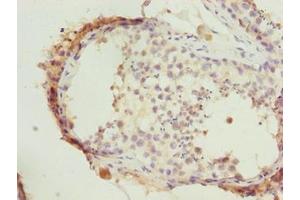 Immunohistochemistry of paraffin-embedded human testis tissue using ABIN7164431 at dilution of 1:100 (HERC6 Antikörper  (AA 764-1022))