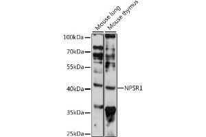 Western blot analysis of extracts of various cell lines, using NPSR1 antibody (ABIN7268887) at 1:1000 dilution. (NPSR1 Antikörper  (C-Term))