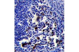 Immunohistochemistry analysis in formalin fixed and paraffin embedded human tonsil tissue followed by peroxidase conjugation of the secondary antibody and DAB staining. (POU2AF1 Antikörper  (N-Term))
