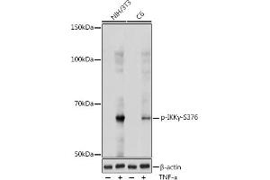 Western blot analysis of extracts of various cell lines, using Phospho-IKKγ-S376 antibody (ABIN7267877) at 1:1000 dilution.