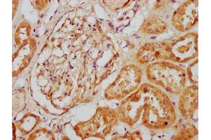 IHC image of ABIN7146821 diluted at 1:200 and staining in paraffin-embedded human kidney tissue performed on a Leica BondTM system. (CLCF1 Antikörper  (AA 28-178))