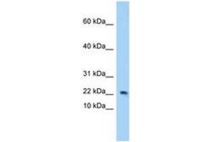 Image no. 1 for anti-Eukaryotic Translation Initiation Factor 4E Binding Protein 2 (EIF4EBP2) (AA 7-56) antibody (ABIN6748272)