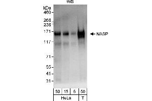 Western Blotting (WB) image for anti-Nuclear Autoantigenic Sperm Protein (Histone-Binding) (NASP) (AA 150-200) antibody (ABIN7453138)