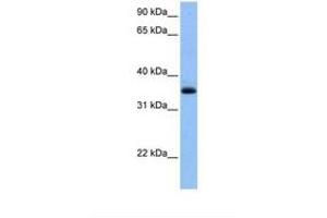 Image no. 1 for anti-Chimerin (Chimaerin) 2 (CHN2) (AA 33-82) antibody (ABIN6738788) (CHN2 Antikörper  (AA 33-82))