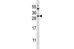 AKT1S1 antibody western blot analysis in HeLa lysate (PRAS40 Antikörper  (AA 227-256))