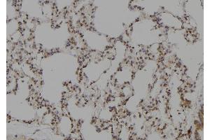 ABIN6276381 at 1/100 staining Rat lung tissue by IHC-P. (PEBP1 Antikörper  (C-Term))