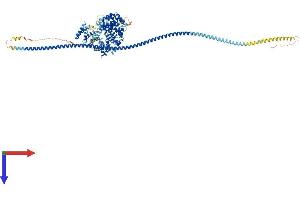 KIAA1524 Protein (KIAA1524) (AA 1-905) (His tag)