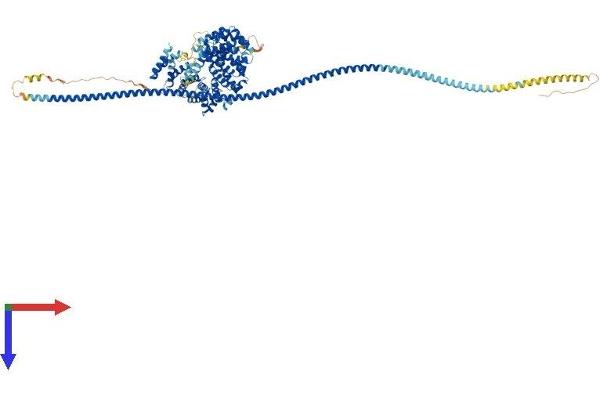 KIAA1524 Protein (KIAA1524) (AA 1-905) (His tag)
