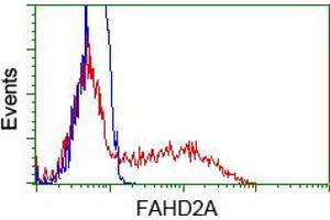Flow Cytometry (FACS) image for anti-Fumarylacetoacetate Hydrolase Domain Containing 2A (FAHD2A) antibody (ABIN1498183) (FAHD2A Antikörper)