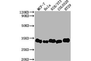 Western Blot Positive WB detected in: MCF-7 whole cell lysate, Hela whole cell lysate, NIH/3T3 whole cell lysate, Colo320 whole cell lysate, HT29 whole cell lysate All lanes: Galectin 3 antibody at 1:2000 Secondary Goat polyclonal to rabbit IgG at 1/50000 dilution Predicted band size: 27 kDa Observed band size: 31 kDa (Rekombinanter Galectin 3 Antikörper)