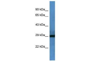 WB Suggested Anti-F7 Antibody Titration: 0.