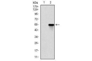 Image no. 2 for anti-rho-Associated, Coiled-Coil Containing Protein Kinase 1 (ROCK1) antibody (ABIN1500698) (ROCK1 Antikörper)